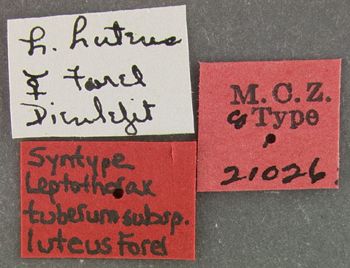 Media type: image; Entomology 21026   Aspect: labels